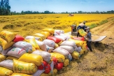 Rice exports face new challenges