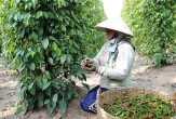 Pepper Exports Surpass 1 Billion USD
