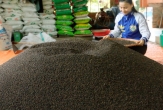 Vietnamese pepper exports hit record value, entering a phase of in-depth growth
