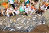 Pangasius Exports Rebound Despite Market Volatility