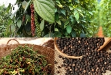 Vietnam strengthens its position as a global pepper hub