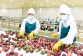 Canada Market: A Major “Playing Field” for Fresh Vietnamese Fruit
