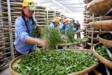 Efforts to “release” nearly 500 containers of Vietnamese tea currently congested in Pakistan