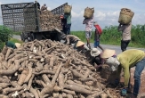 Developing the Cassava Industry Towards a Green and Sustainable Future