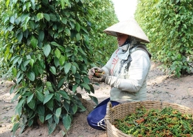 Pepper Exports Surpass 1 Billion USD