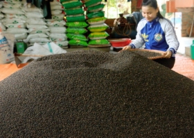 Vietnamese pepper exports hit record value, entering a phase of in-depth growth