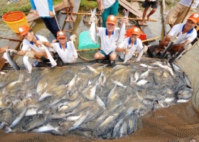 Pangasius Exports Rebound Despite Market Volatility