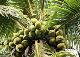 Vinh Long Promotes Deep Processing to Make Coconut a Key Industrial Crop