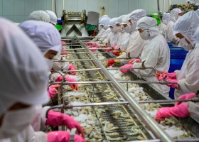 The fisheries sector in 2026: Green, transparent and responsible development