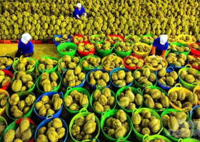 Fruit and vegetable exports reached USD 8.2 billion by mid-December, up nearly 20 percent compared to 2024.