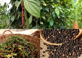 Vietnam strengthens its position as a global pepper hub