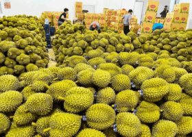 Fruit and vegetable exports post strong growth, with durian continuing to lead the surge.
