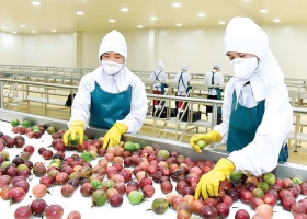 Canada Market: A Major “Playing Field” for Fresh Vietnamese Fruit