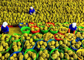 Fruit and vegetable exports set a new record