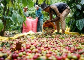 Coffee prices declined under supply pressure, with export volumes increasing but overall value decreasing.