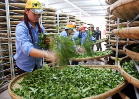 Efforts to “release” nearly 500 containers of Vietnamese tea currently congested in Pakistan