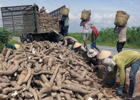 Developing the Cassava Industry Towards a Green and Sustainable Future