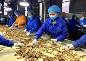 22 tons of Vietnamese cinnamon returned by Poland, businesses urged to tighten quality control