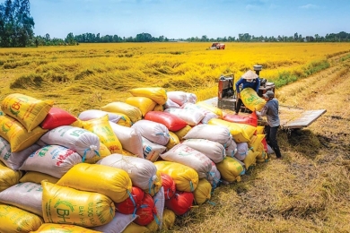 Rice exports face new challenges