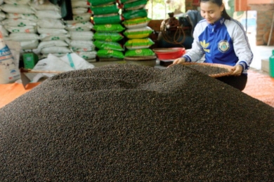 Vietnamese pepper exports hit record value, entering a phase of in-depth growth