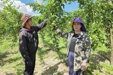 Passion fruit exports surge, aiming to set a record of 250 million USD