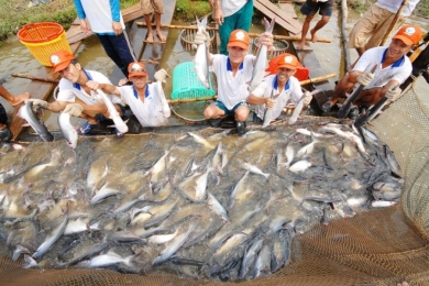Pangasius Exports Rebound Despite Market Volatility