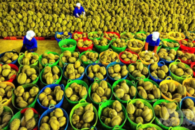 Fruit and vegetable exports reached USD 8.2 billion by mid-December, up nearly 20 percent compared to 2024.