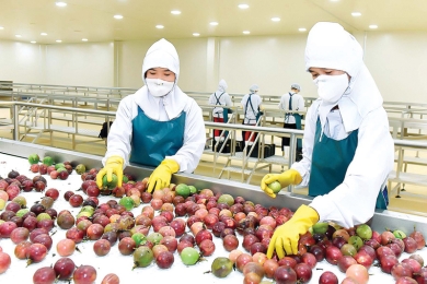 Canada Market: A Major “Playing Field” for Fresh Vietnamese Fruit