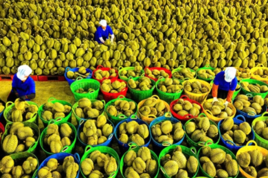 Fruit and vegetable exports set a new record
