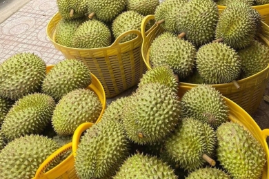 Taiwan tightens inspections on durian imports from Vietnam.