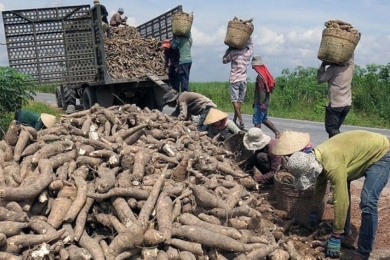 Developing the Cassava Industry Towards a Green and Sustainable Future