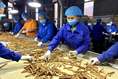22 tons of Vietnamese cinnamon returned by Poland, businesses urged to tighten quality control